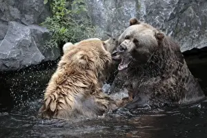 Kodiak Bear - 2 animals fighting in lake, Emmen, Holland
