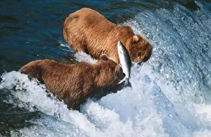 Waterfalls Prints: Kodiak Bear Catching Salmon, Alaska, USA