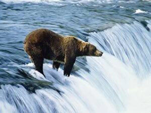 KODIAK BROWN BEAR - fishing for salmon on waterfall