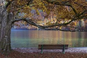 Images Dated 28th October 2015: Koenigssee autumn Bench autumn colours K&, xf6;nigss