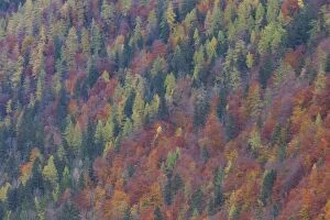 Koenigssee autumn Trees autumn colours Berchtesgaden Na