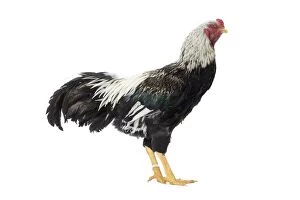 Koeyoshi Chicken Cockerel / Rooster