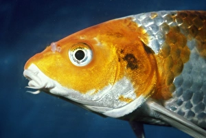 Images Dated 10th January 2008: Koi Carp