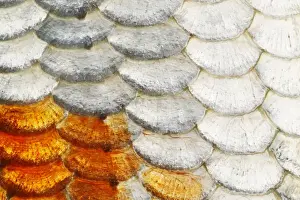 Macro Prints: Koi Carp Fish Scales FI000056