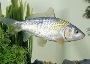 Koi Carp Hikari utsuri