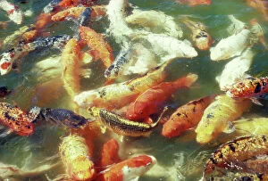 Mass Collection: Koi Carp In pond. Raised in large ponds in Japan