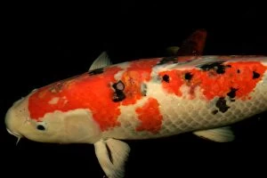 Images Dated 14th June 2004: Koi Carp with skin cancer