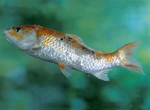 Koi - with tail kinked upwards can be caused by chemical water treatments