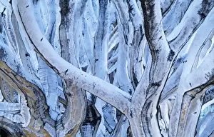 Branches Prints: Kokerboom / Quiver / Aloe Tree - close-up of stems