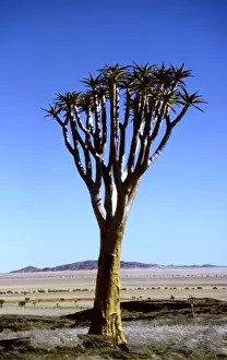 Aloe Prints: Kokerboom / Quiver / Aloe Tree CRH 906 Grass plains of the Pro-Namib
