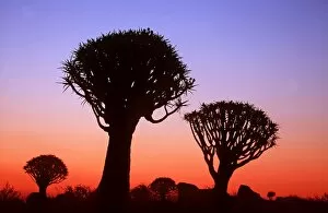Aloes Gallery: Kokerboom / Quiver / Aloe Tree - forest after sunset