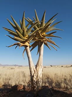 Images Dated 14th August 2009: Kokerboom / Quiver / Aloe Trees