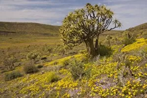 Aloes Gallery: Kokerboom or Quiver Tree (Aloe dichotoma) forest in a flowery spring, on the Bokkeveld plateau