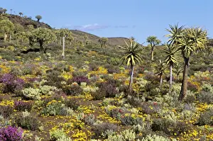 Kokerboom Prints: Kokerboom / Quiver Tree Forest - with spring flowers. South Africa