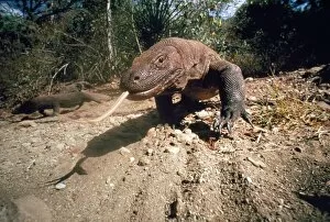 Images Dated 13th October 2006: Komodo Dragon