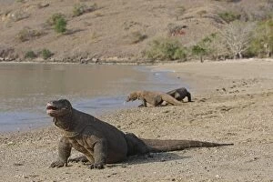Images Dated 29th September 2008: KOMODO DRAGON