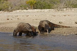 Images Dated 25th September 2008: KOMODO DRAGON