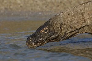 Images Dated 25th September 2008: KOMODO DRAGON
