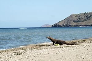 Komodo Dragon - on Beach