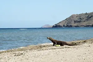 Dragons Prints: Komodo Dragon - on beach