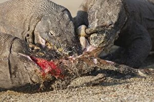 Komodo dragon - three on beach eating goat carcass