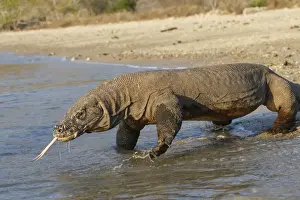 Komodo dragon - on beach entering sea. Komodo Island - Indonesia
