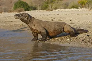 Komodo dragon - on beach entering sea. Komodo Island - Indonesia
