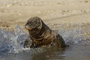 Komodo dragon - on beach entering sea. Komodo Island - Indonesia