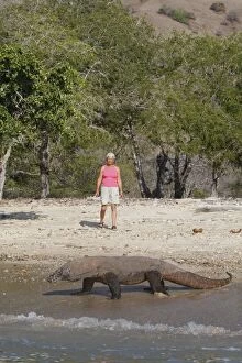 Images Dated 25th September 2008: Komodo dragon - on beach entering sea with woman