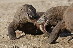 Images Dated 26th September 2008: Komodo dragon - two on beach feeding on carcass