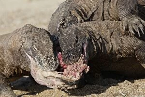 Komodo dragon - three on beach feeding on carcass