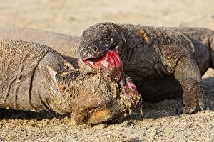 Images Dated 29th September 2008: Komodo dragon - two on beach feeding on goat carcass