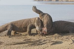 Komodo dragon - three on beach feeding on goat carcass