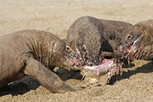 Images Dated 29th September 2008: Komodo dragon - three on beach feeding on goat carcass
