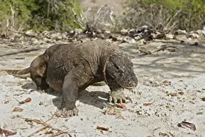 Komodo dragon - on beach. Komodo Island - Indonesia