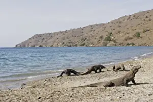 Komodo dragon - on beach. Komodo Island - Indonesia