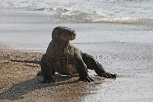 Komodo dragon - on beach. Komodo Island - Indonesia
