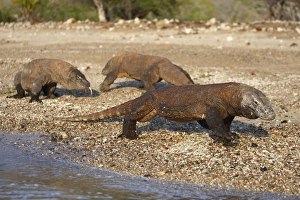 Images Dated 26th September 2008: Komodo dragon - three on beach. Komodo Island - Indonesia