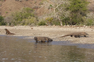 Images Dated 26th September 2008: Komodo dragon - three on beach. Komodo Island - Indonesia
