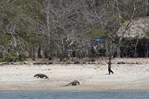 Images Dated 25th September 2008: Komodo dragon - two on beach near the National