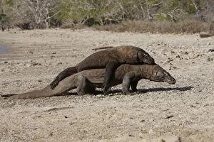 Images Dated 26th September 2008: Komodo dragon - two on beach - rivalry / aggression. Komodo Island - Indonesia