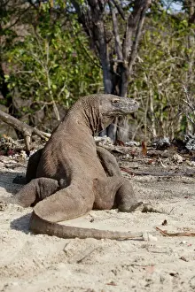 Lizard Prints: Komodo dragon - on beach - back view. Komodo Island - Indonesia