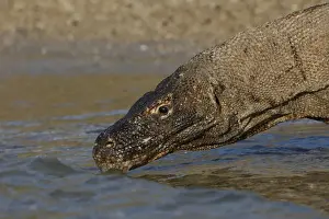 Komodo dragon - drinking. Komodo Island - Indonesia