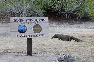 Dragons Prints: Komodo dragon - at entrance to Komodo National Park - Rinca island - Indonesia