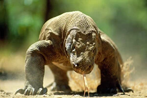 Komodo Dragon - Head On