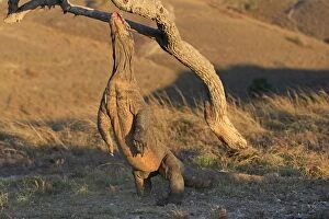 Images Dated 23rd September 2008: Komodo dragon - on hind legs reaching up to tree - Rinca island - Indonesia
