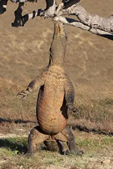Komodo dragon - on hind legs reaching up to tree - Rinca island - Indonesia