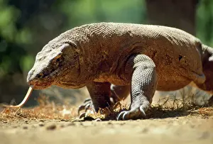 Walking Prints: Komodo Dragon Komdo Island, Indonesia