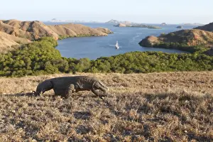 Komodo dragon - Komodo National Park with view across islands - Rinca island - Indonesia