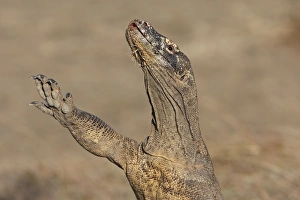 Images Dated 23rd September 2008: Komodo Dragon - with front leg in the air. Rinca Island - Indonesia